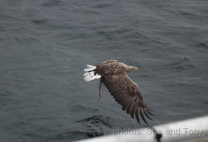 day9 0134.jpg - that a fish the eagle is holding; and the rail is part of our small boat